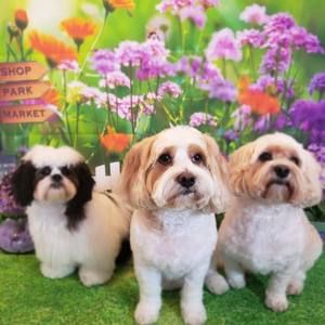 Meet your Posher, Faye